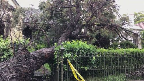 nsw floods update; wild weather hits sydney and a tree is down in Petersham in the Inner West.