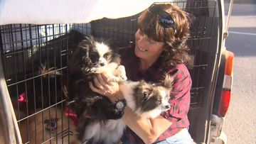 Dog breeder takes RSPCA to court after 19 Pomeranians seized