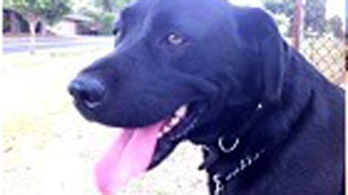 Six-year-old Labrador found stabbed to death in Melbourne backyard