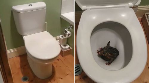 The young marsupial was found stuck inside a Melbourne toilet. (Nigel’s Animal Rescue and Pest Control)