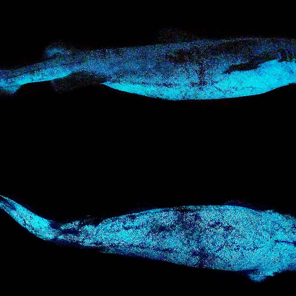 Researchers find Ninja lanternshark swimming in the deep sea 