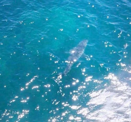 Photo of a seven metre great white shark spotted off Adelaide's coast by a helicopter patrol in January, 2016. The shark was seen 100 metres offshore at the Marino Rocks. (AAP)