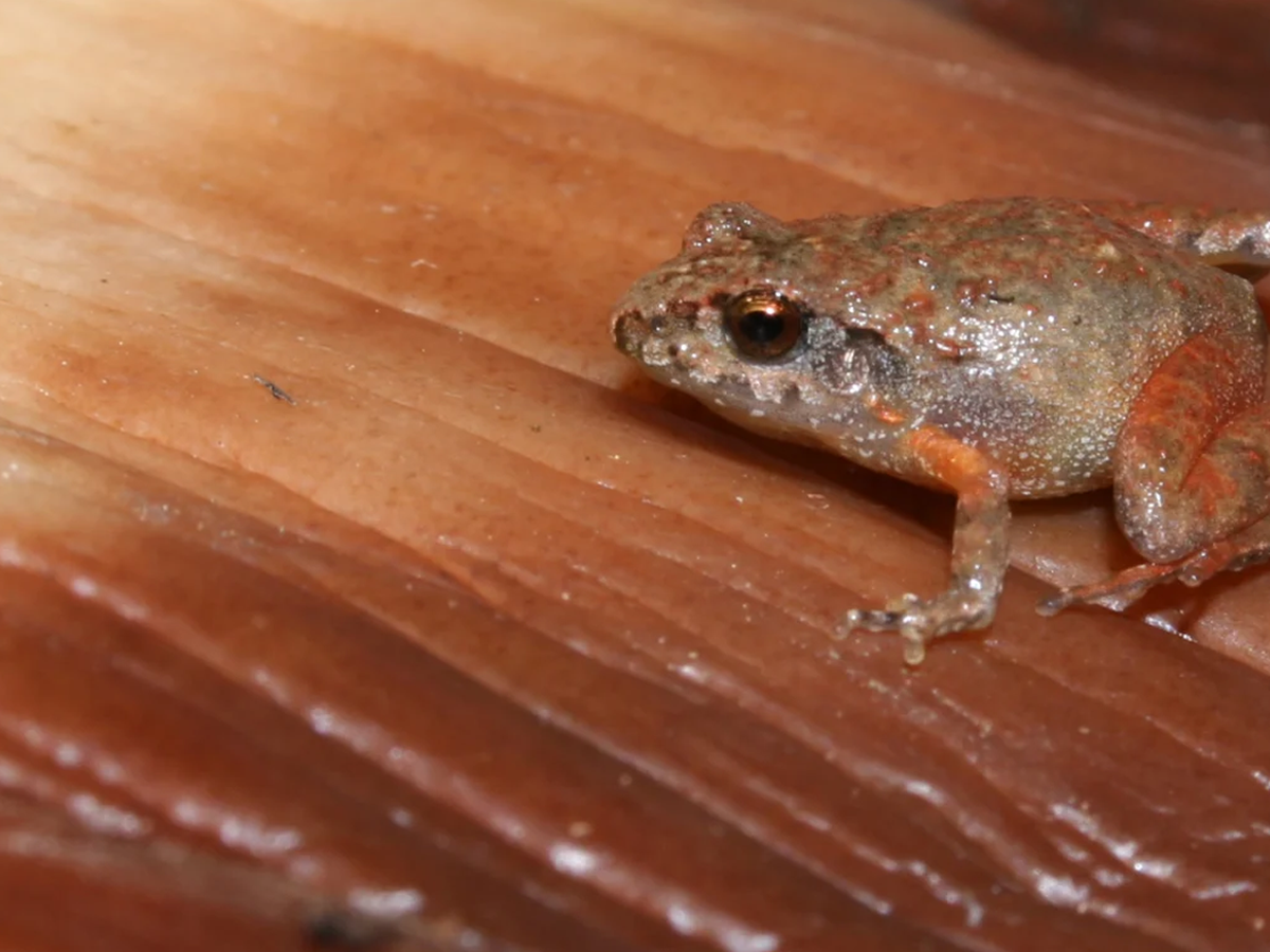 Animal news: Six new species of miniature frog have been discovered in  Mexico