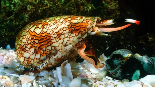The venom of a cone snail is being used in research to help diabetics. (AAP)