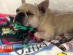 French bulldog owners call out vet over $37k bill 