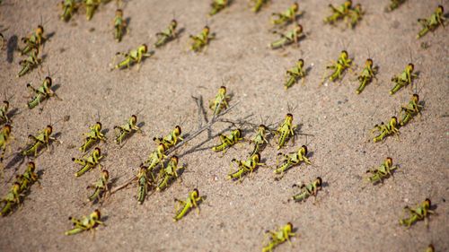 The crop-eating insects are thought to be a severe threat to China's regional food security.