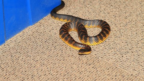 Tiger snake bites father and son in Melbourne home
