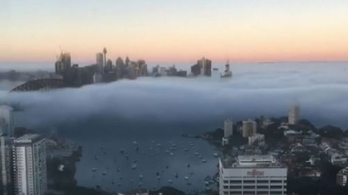 Thick fog blankets Sydney.