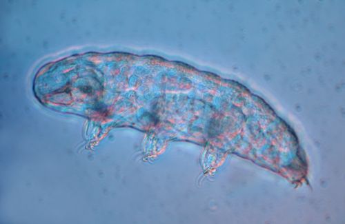 Tardigrade water bear