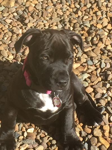 14-week-old Staffy puppy Gertie