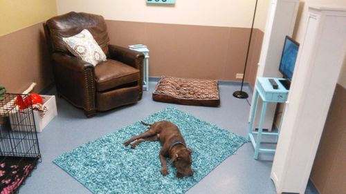 Shelter offers 'real-life room' to help dogs adjust and de-stress