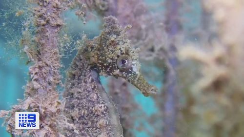 Hundreds of endangered White's Seahorses are being saved from extinction by the Sydney Institute of Marine Science.