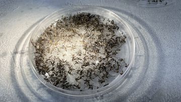 More than six hundred mosquitos were caught in a single backyard trap in Sydney.