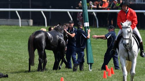 The specialist equine surgeon told 9News.com.au the euthanisation of a horse is the most 'humane' option for such a significant injury.