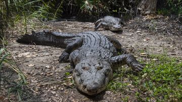 Crocodile found to have made herself pregnant in first known 'virgin birth', Offbeat News