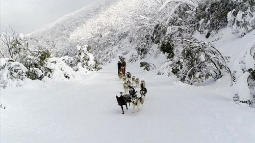 Brett Hadden trained Dusty to work with his team of huskies, and he is now the sled leader. (9NEWS)