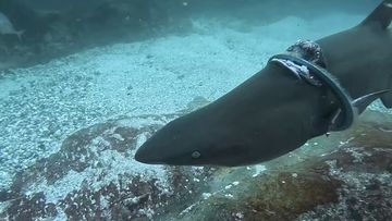 The shark was seen swimming off Seal Rocks, on the NSW mid-north coast, with the ring around its neck.