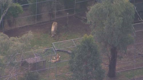 Le zoo n'a pas dit quel animal l'a attaquée, mais elle abrite des lions, des guépards et un tigre, selon son site Web.