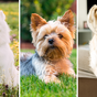 The 10 most expensive dog breeds in Australia