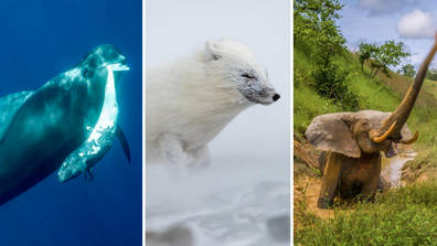 Winners of the World Environmental Photography Awards 2023