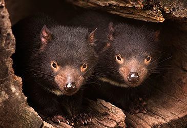 What is the average combined head and body length of the male Tasmanian devil?