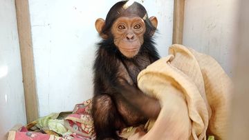 Three baby chimps were stolen from an animal sanctuary in the Democratic Republic of Congo.