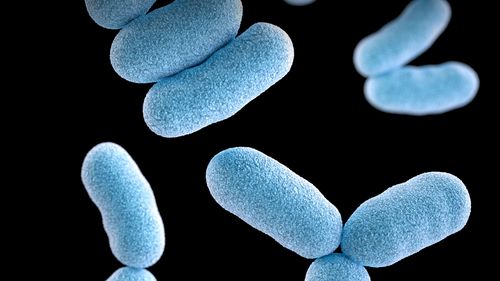 Batteri Corynebacterium diphtheriae