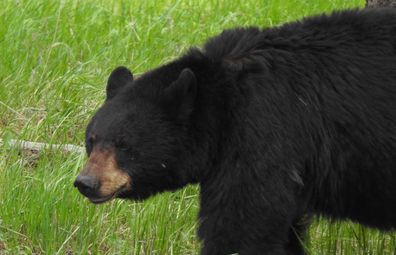 Grizzly bear spotted at Yellowstone National Park, Under Canvas