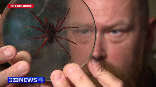 A new species of funnel web spider is lurking around New South Wales homes and in the bush, scientists have confirmed - and its much bigger than normal funnel webs.