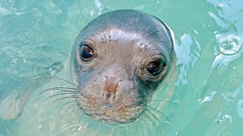 Kosti the seal is believed to have been killed with a spear gun.