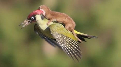 Weasel hitches a ride on a woodpecker's back