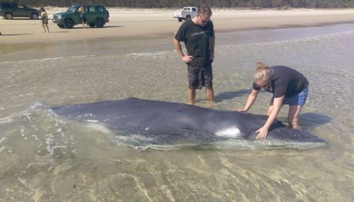 Baby whale beached on Moreton Island