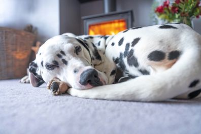 An adult male Dalmatian curled up asleep in front of a roaring log burner just after Christmas.