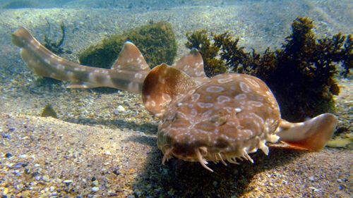 A wobbegong, or Port Jackson, shark is believed to have attacked Ms Brett-Jensen.