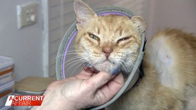 Garfield, now 15, wasn't in good shape but after two weeks of treatment, he returned home.