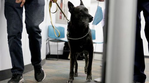 A Dutch Shepard dog sniffs a mask for the scent of COVID-19 at Miami International Airport.