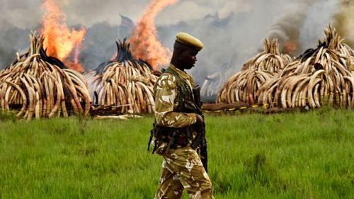 A Kenya Wildlife Services ranger stands guard around illegal stockpiles of burning elephant tusks, ivory figurines and rhinoceros horns at the Nairobi National Park on April 30, 2016. (AFP)
