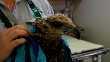 The young sea-eagle spent several weeks in rehabilitation.