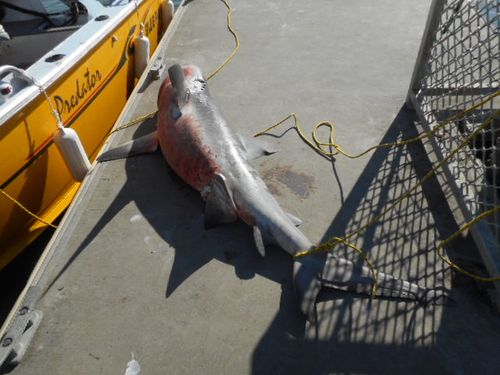 Ken Madsen and his grandson helped drag the giant bull shark  off the tinny and onto the pontoon.