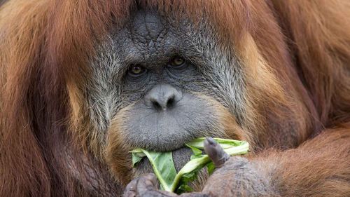 Orangutan on the pill falls pregnant in SA