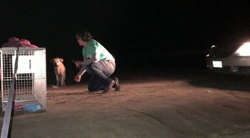 Rescuers attempt to convince the abandoned dog to accompany them to the shelter. (Facebook/Kings SPCA-Rescue)