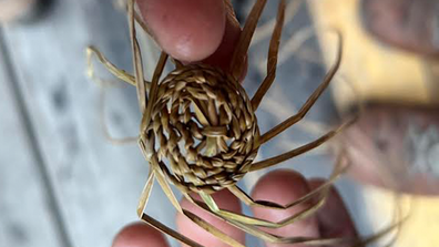 Carleeta Thomas shows us a how river reeds can be used. This particular twining technique is closely guarded by the Palawa people and has been carefully reconstructed over decades via the use of journals. 