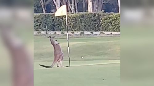 The kangaroo was one of many that hop around the golf course. (Bettina Hammant)