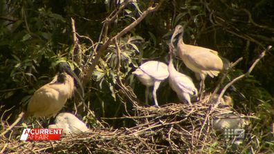 Gold Coast motorists concerned over nearby Ibis nesting ground