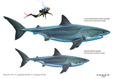 prehistoric shark size