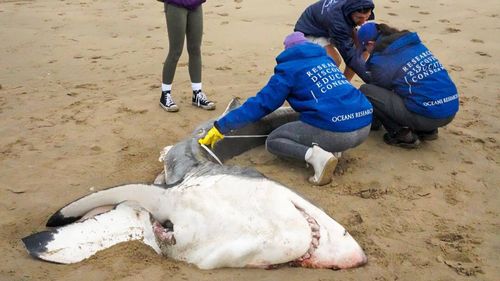 T﻿he body of a 2.9 metre white shark has washed up on a beach on South Africa one day after marine biologists observed an orca predation.