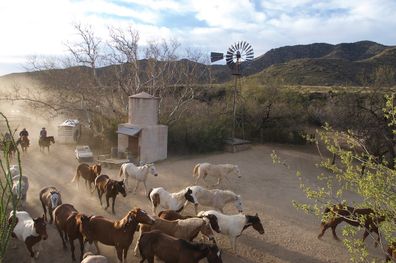 Elkhorn ranch, one of America's many dude ranches, has over 100 horses.