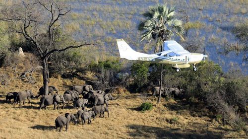 A fly over of Botswana, Africa during a survey of savanna elephants on the continent. 