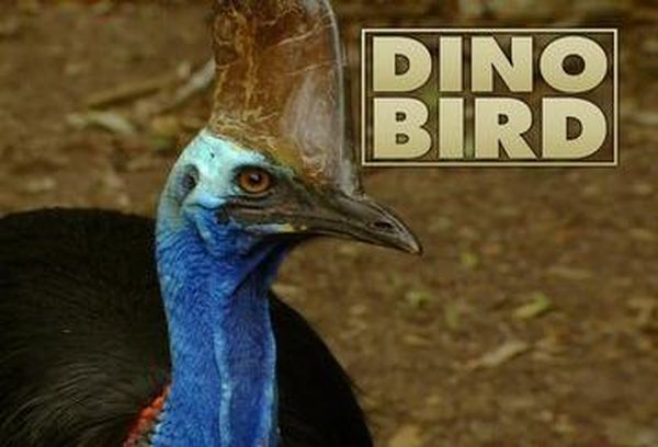 En eller anden måde arbejder med tiden Dino Bird TV Show - Australian TV Guide - 9Entertainment
