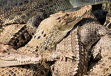 What is the conservation status of the saltwater crocodile?